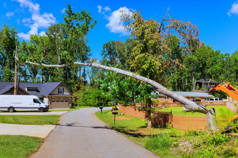 Cost of Emergency Tree Removal in Winter Haven, FL
