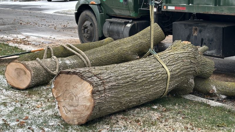 When To Get Tree Removals in Winter Haven