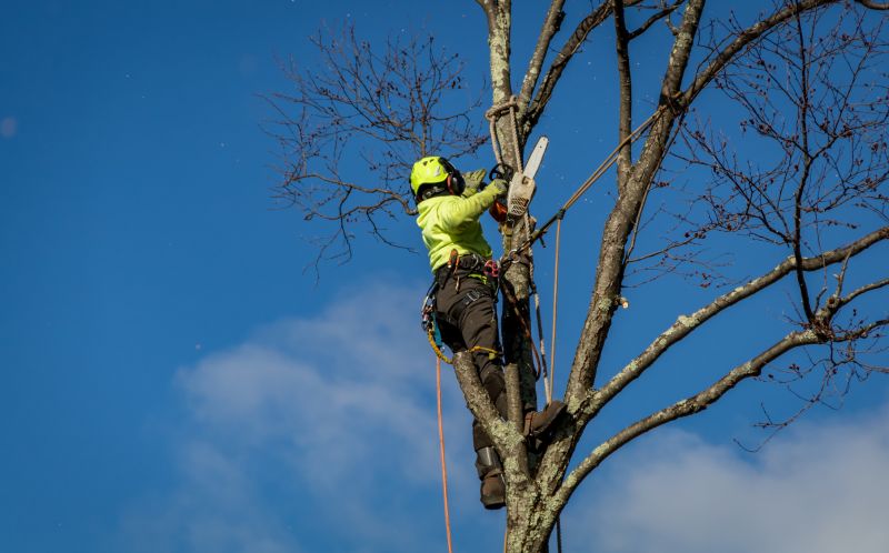 Who provides tree removal services in Winter Haven FL