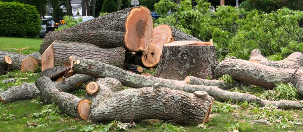 Large Tree Removal in Winter Haven