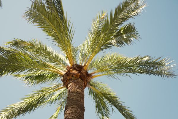 Palm Tree Removal in Winter Haven