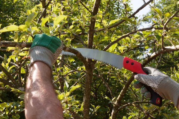 Small Tree Removal in Winter Haven