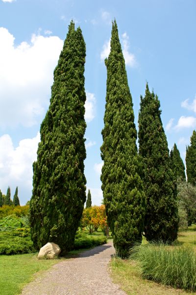 Cypress Tree Removal in Winter Haven