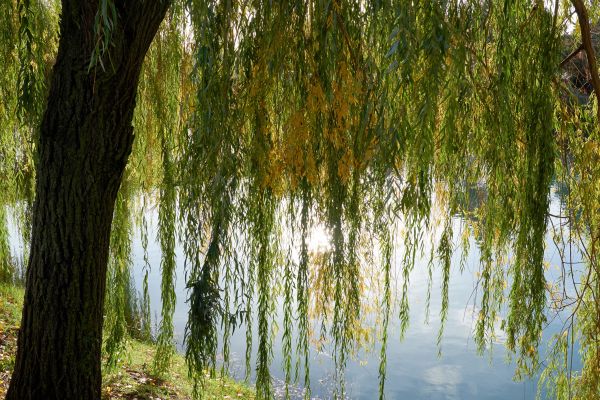 Willow Tree Removal in Winter Haven
