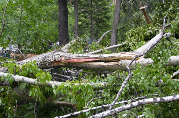 Birch Tree Removal in Winter Haven
