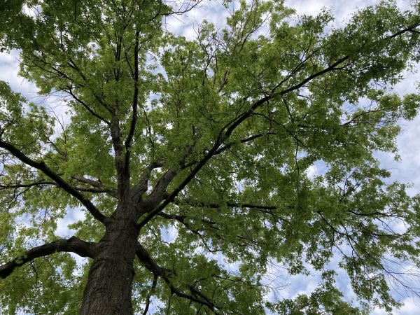Oak Tree Removal in Winter Haven