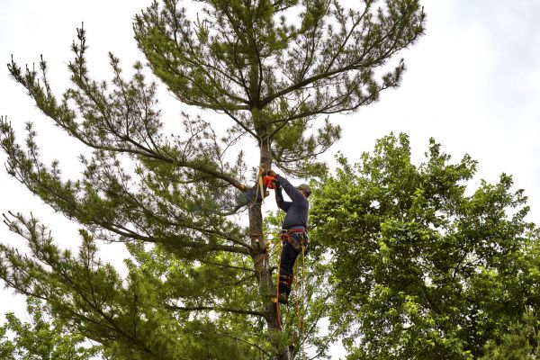 Pine Tree Removal in Winter Haven