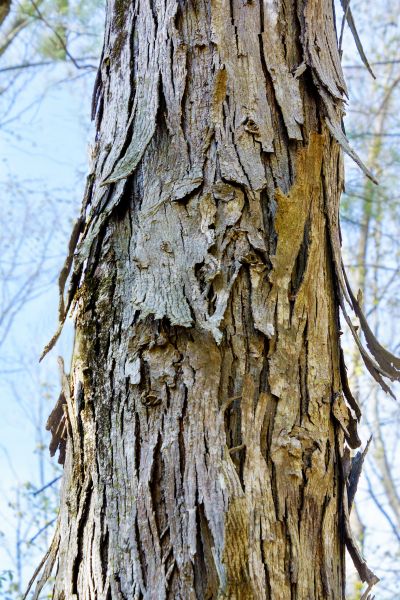 Hickory Tree Removal in Winter Haven