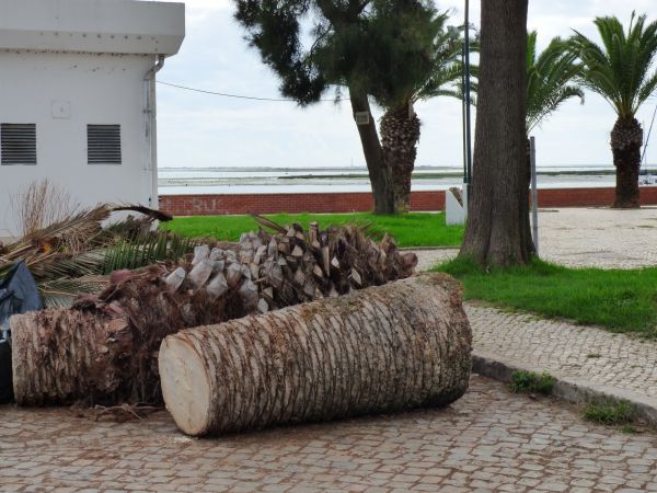 Palm Trees Removal in Winter Haven