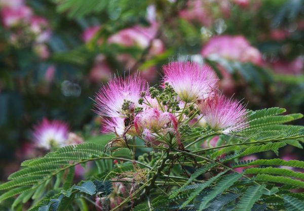 Mimosa Tree Removal in Winter Haven