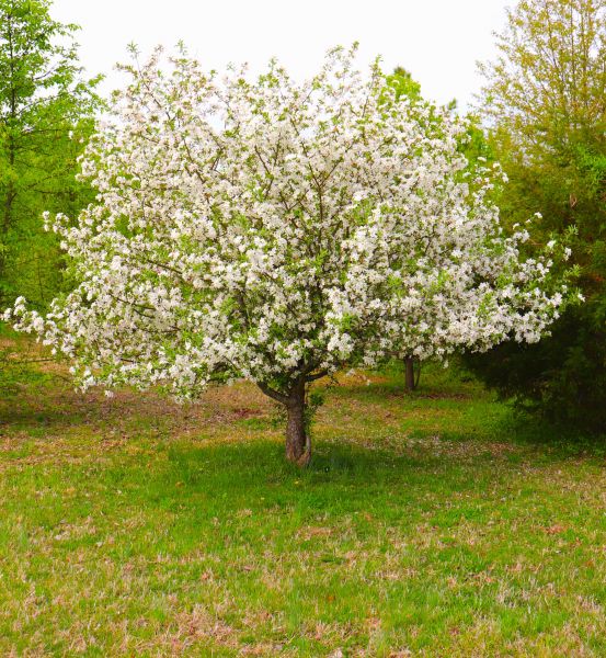Dogwood Tree Removal in Winter Haven