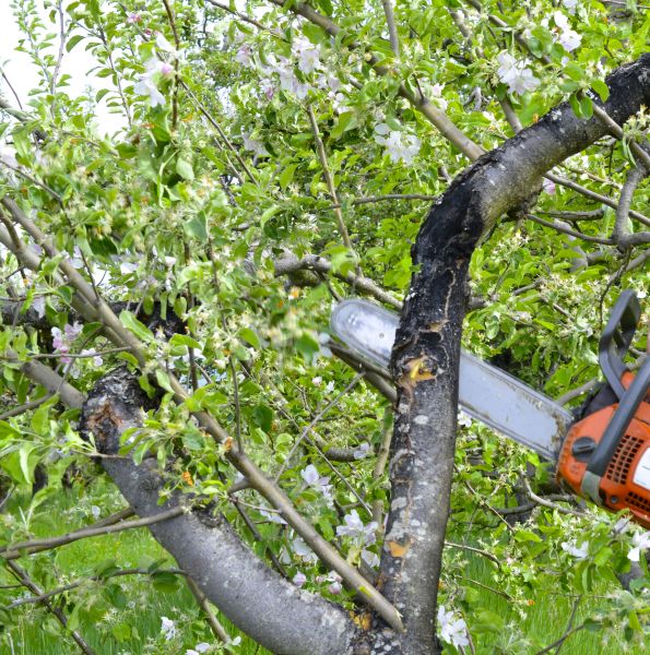 Apple Tree Removal in Winter Haven
