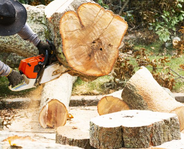 Tree Removal Service in Winter Haven