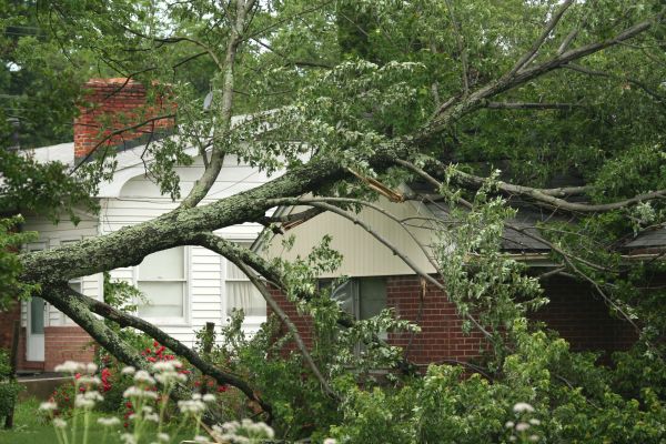 Emergency Tree Removal in Winter Haven