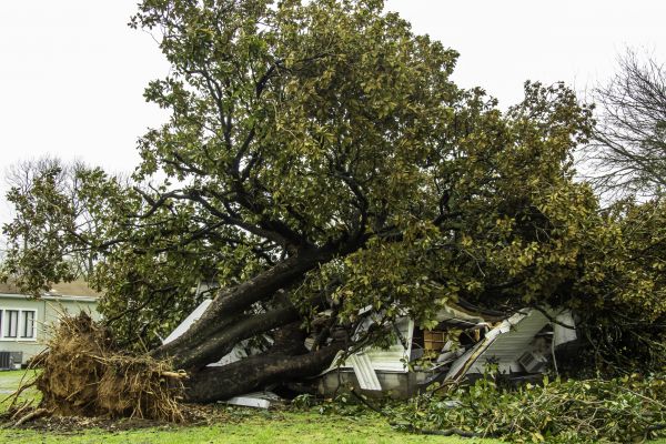 Fallen Tree Removal in Winter Haven