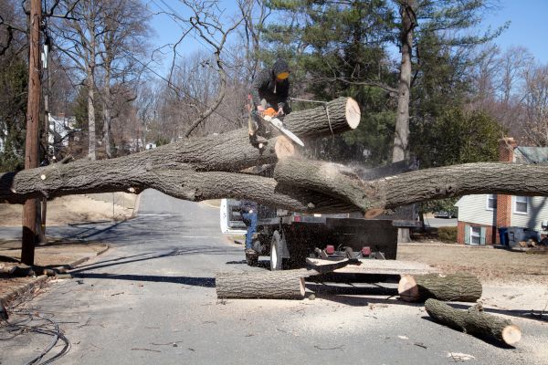 Residential Tree Removal in Winter Haven