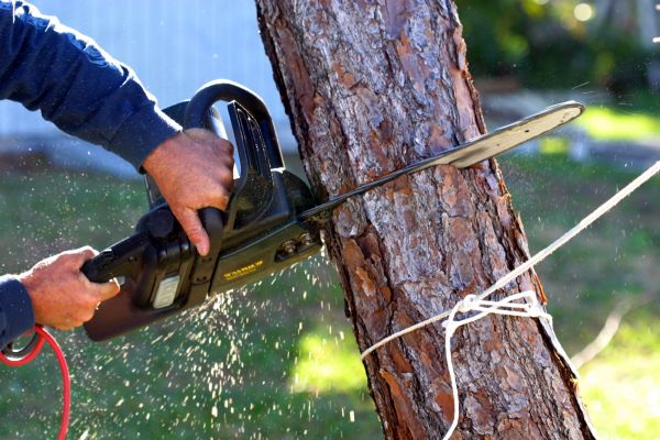 Dead Tree Removal in Winter Haven