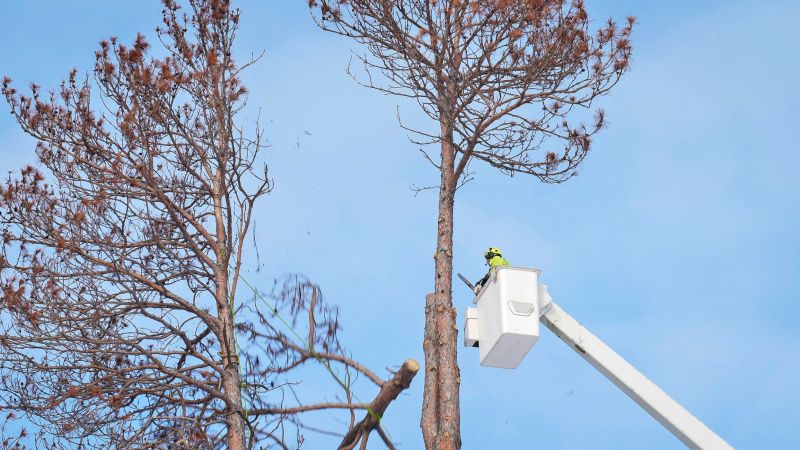 Tree Removal