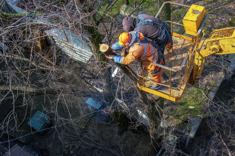 Emergency Tree Removal