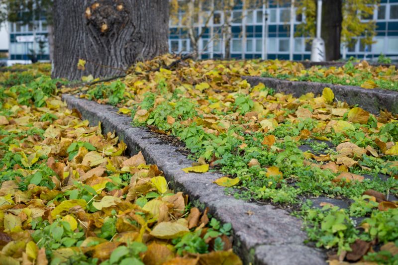Fall Leaf Cleanup