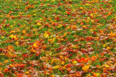 Seasonal Yard Care