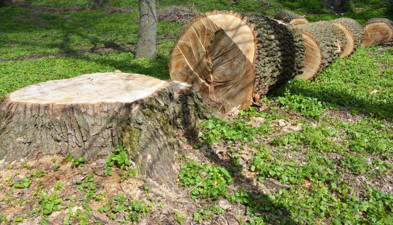 Tree Stump Removal