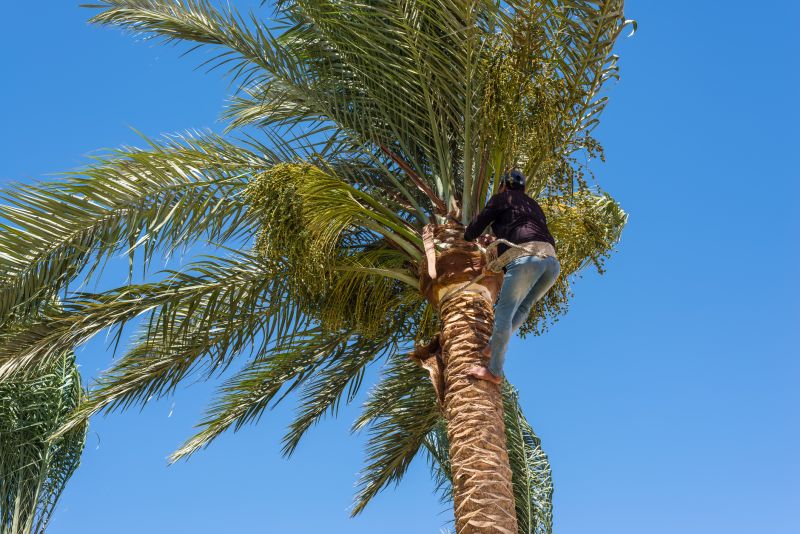 Palm Trees Removal