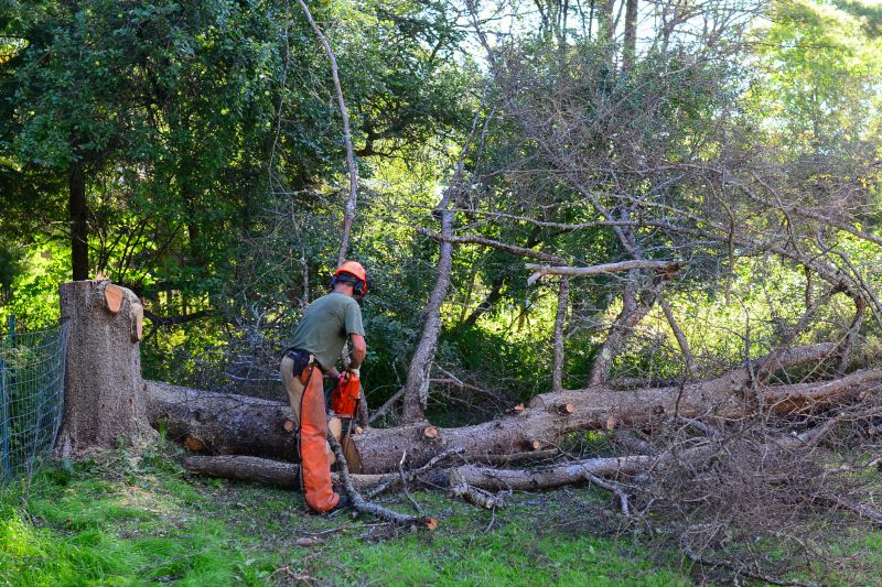 Small Tree Removal