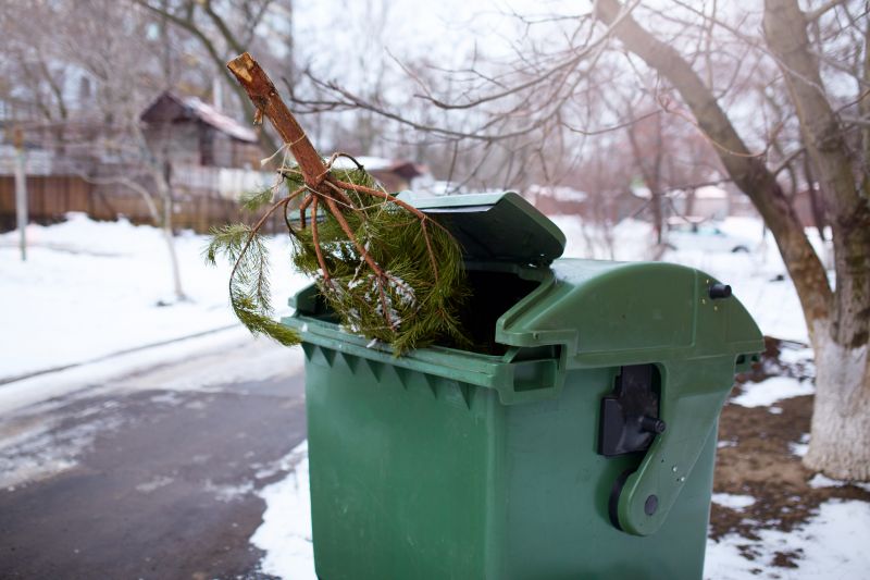 Spruce Tree Removal