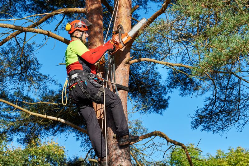 Tree Felling Safety Measures