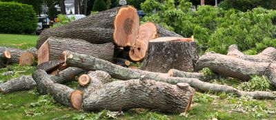 Completed Tree Removal