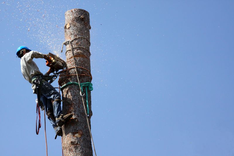 Healthy Tree Felling