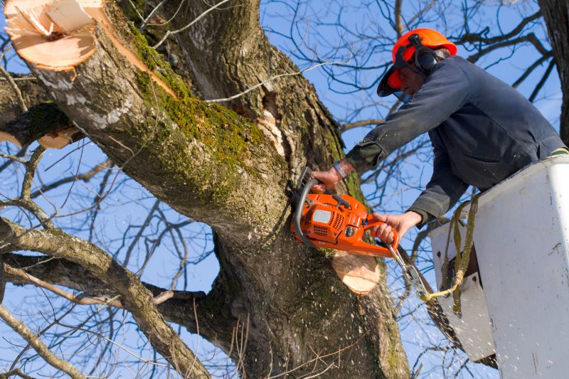 Safety Gear for Tree Removal