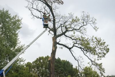 Summer Tree Removal