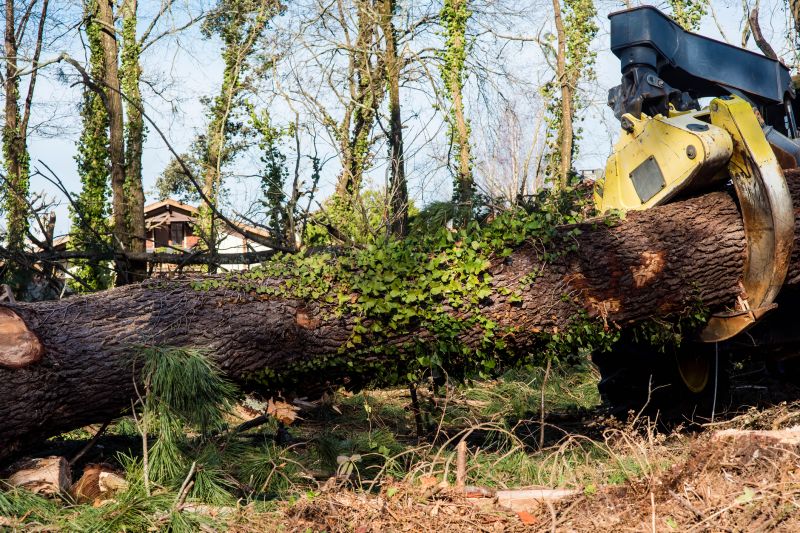 Large Tree Extraction
