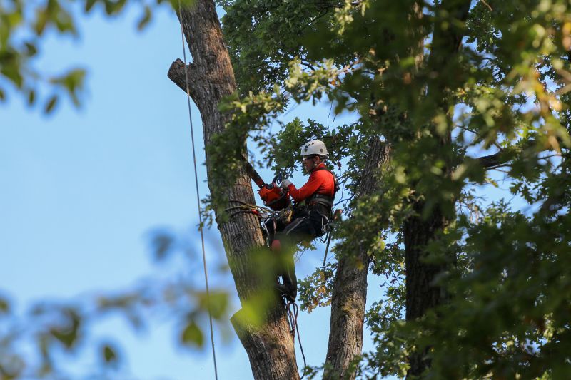 Professional Tree Removal Process