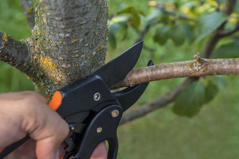 Local Tree Care Experts
